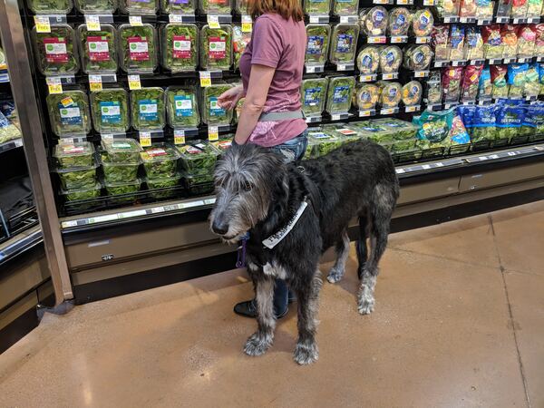 Large grey wire-haired service dog standing calmly in a grocery store aisle during public access training