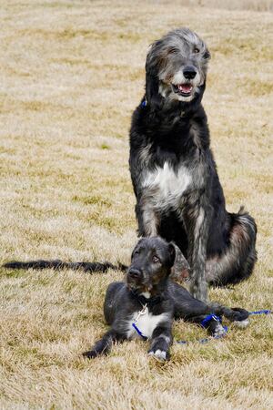 Adult Irish Wolfhound sitting beside a puppy lying in a grassy field during outdoor dog training