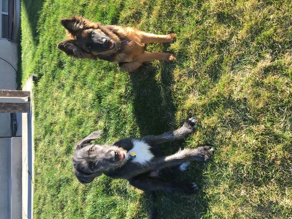 German Shepherd mix and wire-haired dog sitting calmly together on a residential lawn