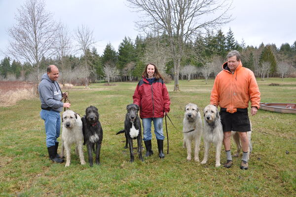 Handlers walking a group of calm Irish Wolfhounds during outdoor socialization training in northern Utah