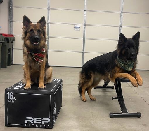 Two long-haired German Shepherds calmly posing on gym equipment, showing obedience training results