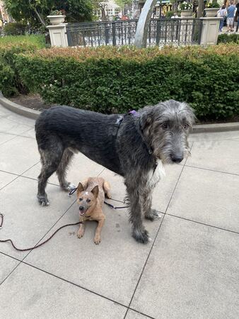 Large wolfhound standing beside a small dog in a down-stay on a public walkway during socialization practice
