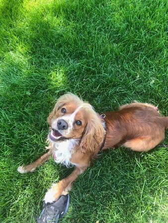 Happy brown and white spaniel sitting on green grass looking up at its handler