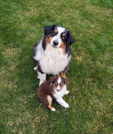 Calm adult Australian Shepherd and brown puppy sitting together on a green lawn