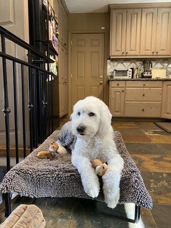 Fluffy white and grey dog resting calmly on a raised bed in a home kitchen during in-home care